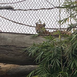 Jaguar on crossing bridge
