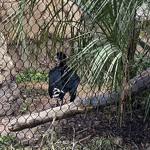 Blue Billed Curassow