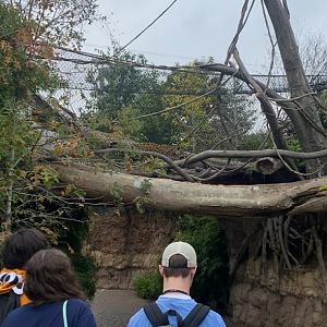 Jaguar Crossing Bridge