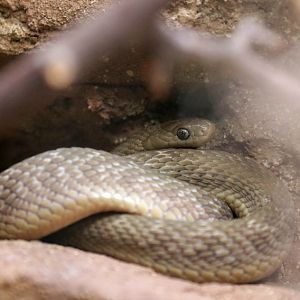 Gans' egg-eating snake (Dasypeltis gansi)