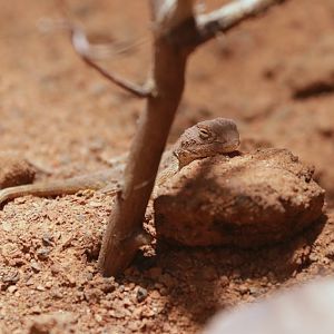 Long-tailed earless dragon (Tympanocryptis tetraporophora)