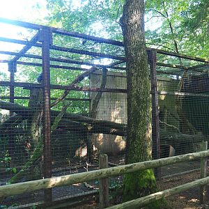 Helmeted curassow aviary, 2023-06-24