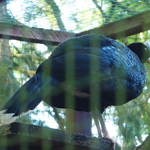 Helmeted curassow (Pauxi pauxi), 2023-06-24