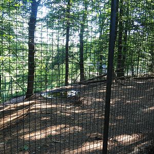 Chinese Dhole exhibit, 2023-06-24