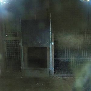 Chinese Dhole den, 2023-06-24