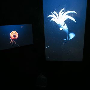 Under water world - deep sea expierence