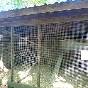 Barn owl aviary, 2023-06-24