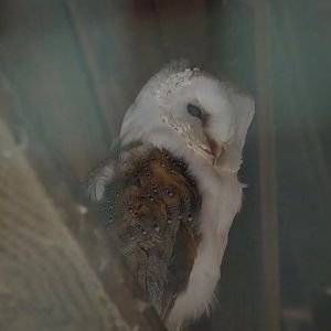 Common Barn owl (Tyto alba), 2023-06-24