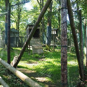 First Eurasian lynx exhibit, 2023-06-24