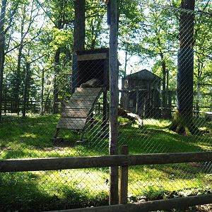 First Eurasian lynx exhibit, 2023-06-24