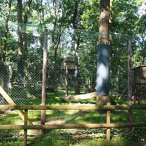 First Eurasian lynx exhibit, 2023-06-24