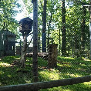 Second Eurasian lynx exhibit, 2023-06-24