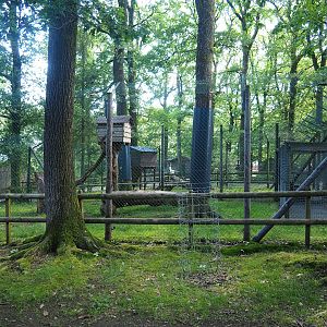 Second Eurasian lynx exhibit, 2023-06-24