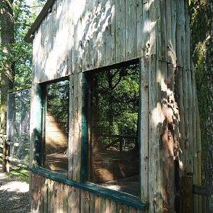 Eurasian lynx barn, 2023-06-24