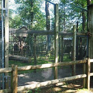Eurasian lynx holding cage, 2023-06-24