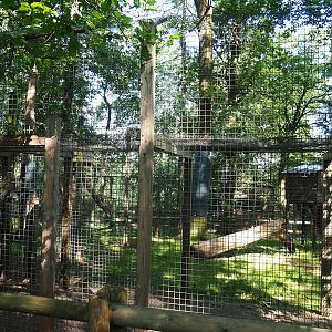 Eurasian lynx holding cage, 2023-06-24