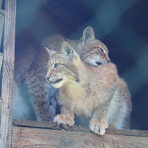 Eurasian lynxes (Lynx lynx lynx), 2023-06-24