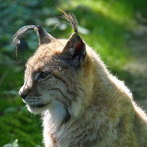 Eurasian lynx (Lynx lynx lynx), 2023-06-24