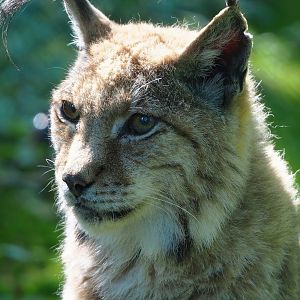 Eurasian lynx (Lynx lynx lynx), 2023-06-24