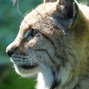 Eurasian lynx (Lynx lynx lynx), 2023-06-24