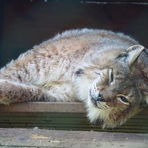 Eurasian lynx (Lynx lynx lynx), 2023-06-24