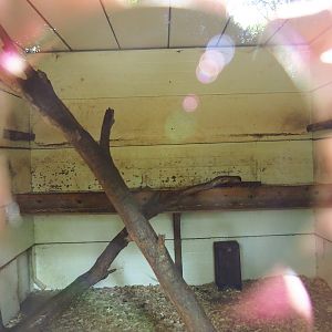 Northern Raccoon indoor housing, 2023-06-24