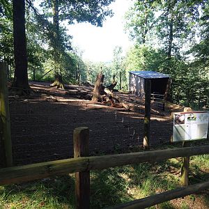 Cameroon sheep paddock, 2023-06-24