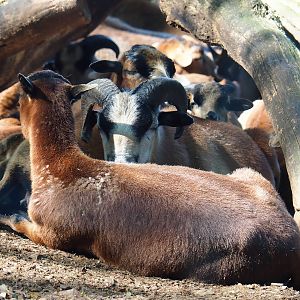 Cameroon sheep (Ovis aries), 2023-06-24