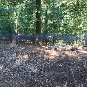 Himalayan tahr exhibit, 2023-06-24