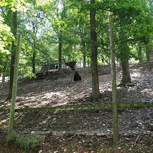 Himalayan tahr exhibit, 2023-06-24