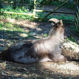 Himalayan tahr (Hemitragus jemlahicus), 2023-06-24