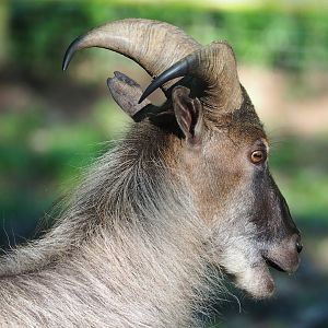 Himalayan tahr (Hemitragus jemlahicus), 2023-06-24