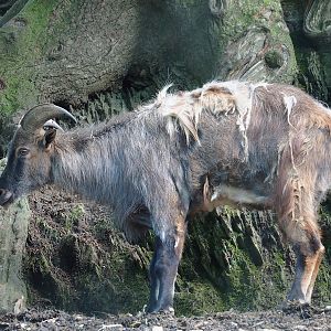 Himalayan tahr (Hemitragus jemlahicus), 2023-06-24