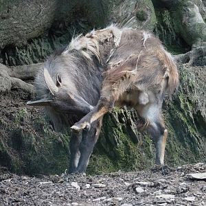 Himalayan tahr (Hemitragus jemlahicus), 2023-06-24