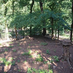 Siberian ibex exhibit, 2023-06-24