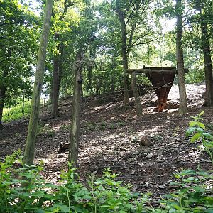 Siberian ibex exhibit, 2023-06-24