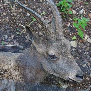 Siberian ibex (Capra sibirica), 2023-06-24