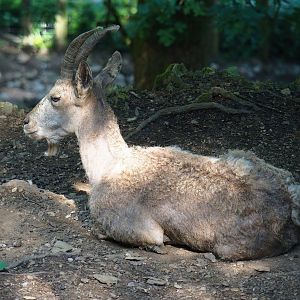 Siberian ibex (Capra sibirica), 2023-06-24
