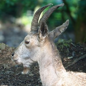 Siberian ibex (Capra sibirica), 2023-06-24