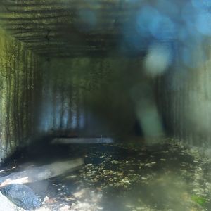 American beaver den, 2023-06-24