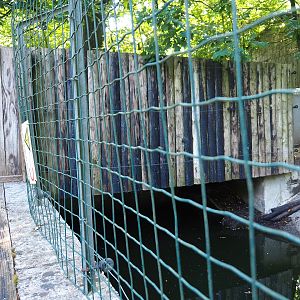 American beaver den, 2023-06-24