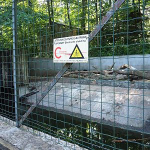 American beaver exhibit, 2023-06-24