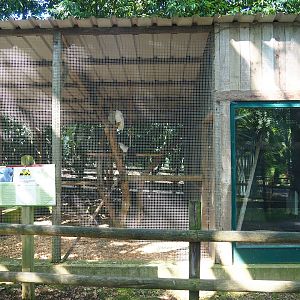 Umbrella cockatoo aviary, 2023-06-24