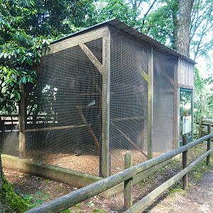 Umbrella cockatoo aviary, 2023-06-24