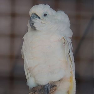 Umbrella cockatoo (Cacatua alba), 2023-06-24