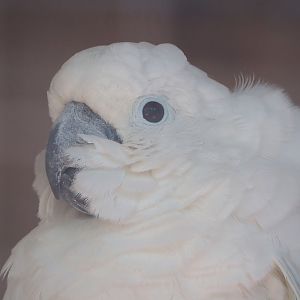 Umbrella cockatoo (Cacatua alba), 2023-06-24