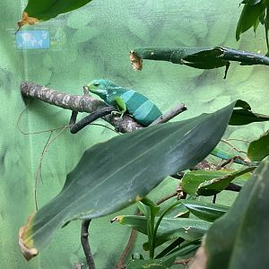Fijian Banded Iguana