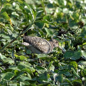 Australian Painted-Snipe