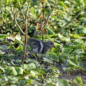 Australian Painted-Snipe