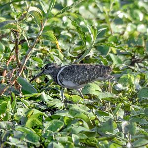 Australian Painted-Snipe